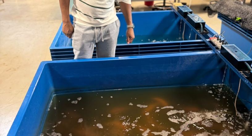 Fish breeding and broodstock selection in Malawi